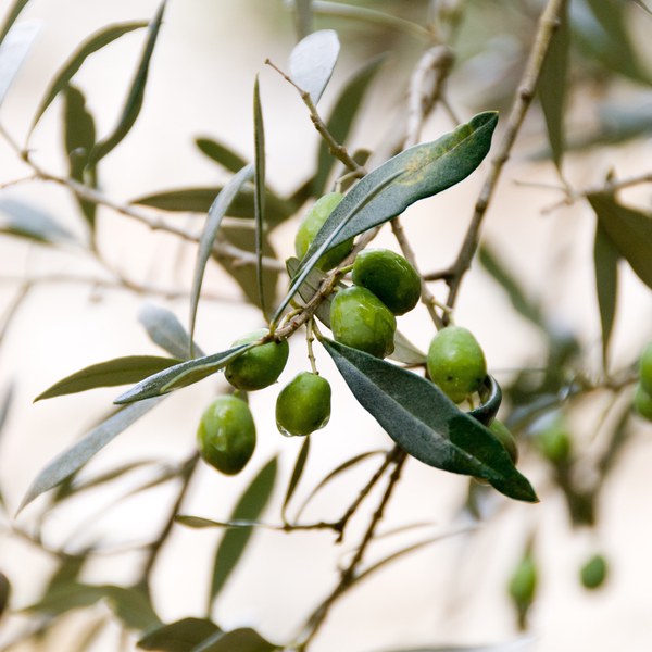 Olive cake